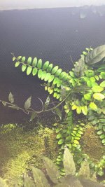 Jungle wall 3.jpg