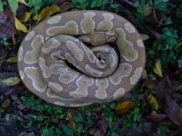 63-Proven breeder Caramel Albino male #126 1100 gm $310.00.jpg