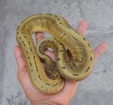 leopin3.jpg