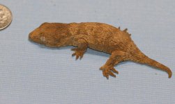 Giant_Gecko_8,82016A6grms.jpg
