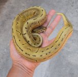 leopin.jpg