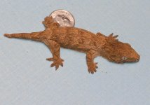 Giant_Gecko_july2Atoes5grms.jpg
