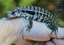 10-9-16 red orange.jpg