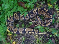 2014 unnamed dark morph female #4 possible Yellowbelly 500 gm $100.00.jpg