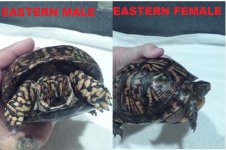EASTERNPAIR1.jpg