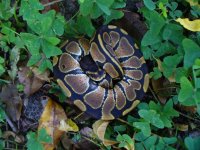 91-2016 het Albino male #1 70 gm $45.00.jpg