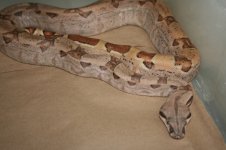 IMG_4258.jpg
