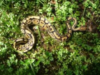 37-Proven breeder Vanilla male #99 600 gm $90.00.jpg