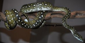 DSC_0994_zpsdypt0wdm.jpg