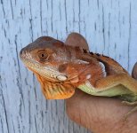 red iguana sale.jpg