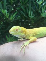 albino iguana sale .jpg
