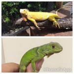 Het albino iguanas sale.jpg