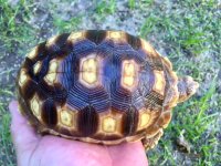 sulcata1-28-17es1a.jpg