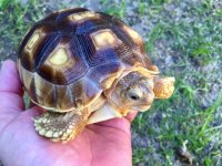 sulcata1-28-17es1b.jpg