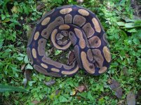 Proven breeder Normal female #13 1900 gm $100.00.jpg