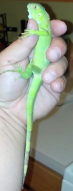 August 11 2012 Onky 2.jpg