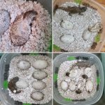 Eggs.jpg
