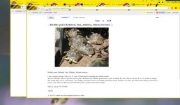Craigslist Tortoises.jpg