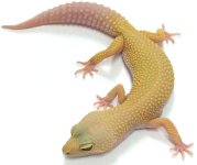 Leopard gecko pic (7).jpg