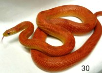 cornsnake3a.jpg