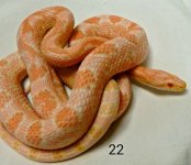 cornsnake4a.jpg