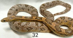 cornsnake1.jpg