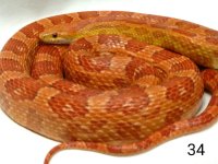 cornsnake2.jpg