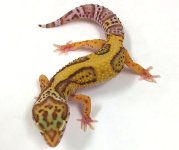 Leopard gecko pic (1).jpg
