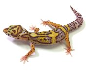 Leopard gecko pic (2).jpg