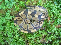 50% possible het Pied Male #102 1200 gm $35.00.jpg