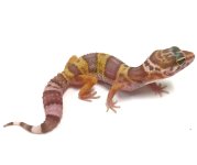 Leopard gecko pic (9).jpg
