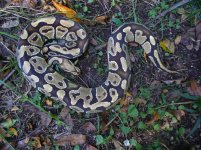 97-2013 Normal female #3 900 gm $65.00.jpg