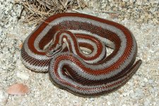 BayofLAMela2Ryans3-4-10small2.jpg
