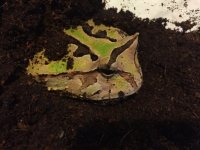 frog.jpg