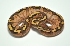 Calico special fire.jpg