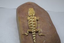 rankin fauna.jpg