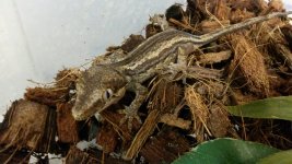 striped gargoyle gecko for sale.jpg