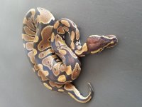 PH Alb.Tof + Pied F1.jpg