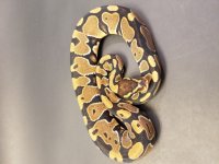 PH Albino-Toffee + Pied F3.jpg