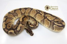14EnchiYellowbellyF10-1200g.jpg