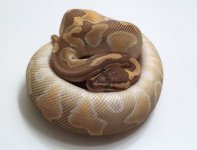 Enchi Lesser.jpg