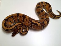 Enchi F3.jpg
