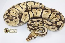 14FireflyF9-1320g.jpg