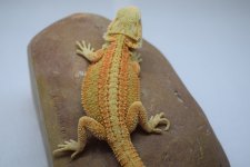 martex gs male1.jpg