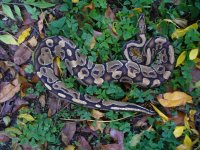 38-2014 Vanilla male #1 600 gm $155.00.jpg