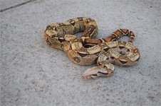 IMG_0038.JPG