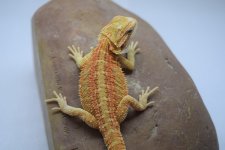 Martex GS Male.jpg