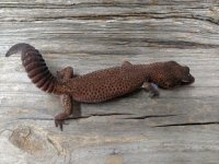 SE Patternless Fat tail male 1.jpg