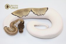 16MojavePiedM77-240g.jpg