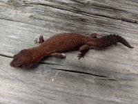 SE Patternless Fat tail male 2.jpg